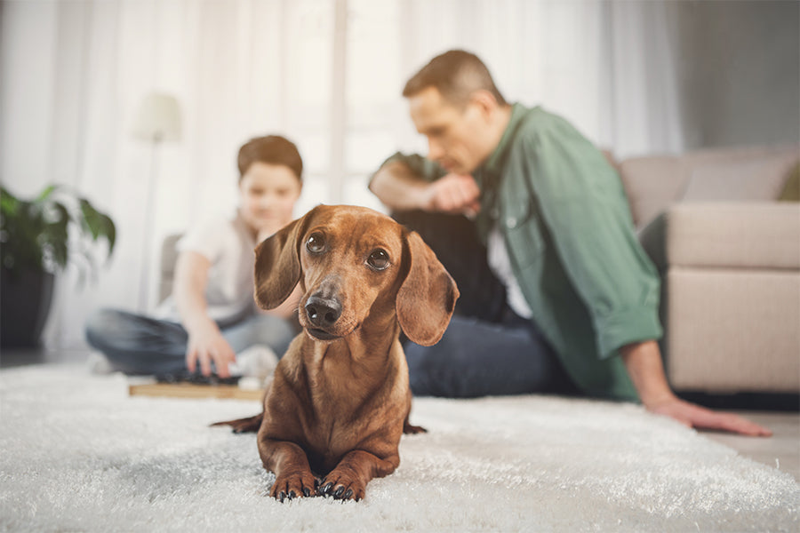 Common mistakes made by pet parents and how you could avoid them
