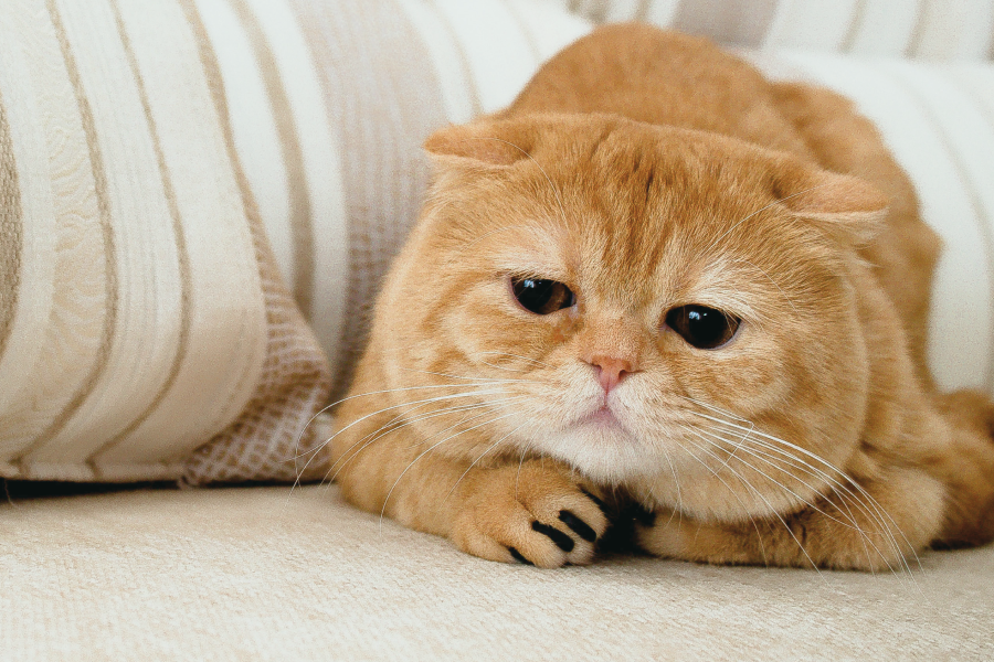 What can we do to ease our pet’s separation anxiety?