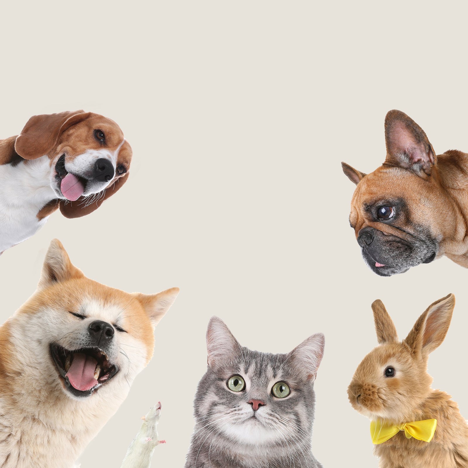 Life of Pets - Nooie Global